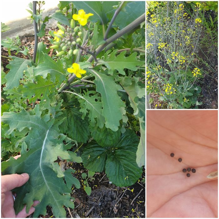 Kale seminţe 30b sau 5pui salata de iarna varză  creata