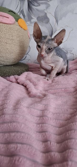 Донской сфинкс котята