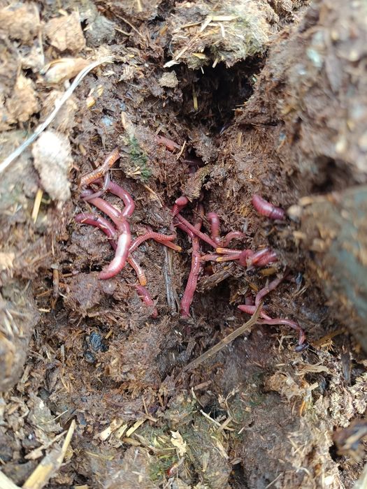 Kaliforniya chuvalchaglari