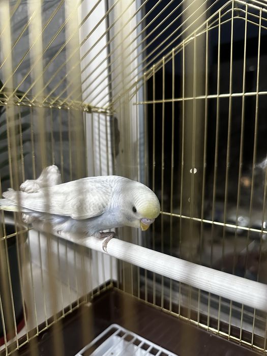 попугай торымен сатылад