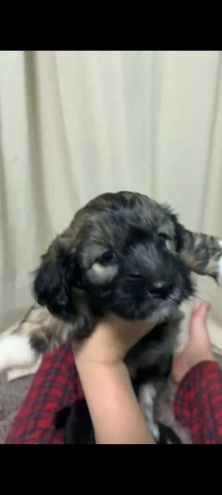 Продаем щенков таксы