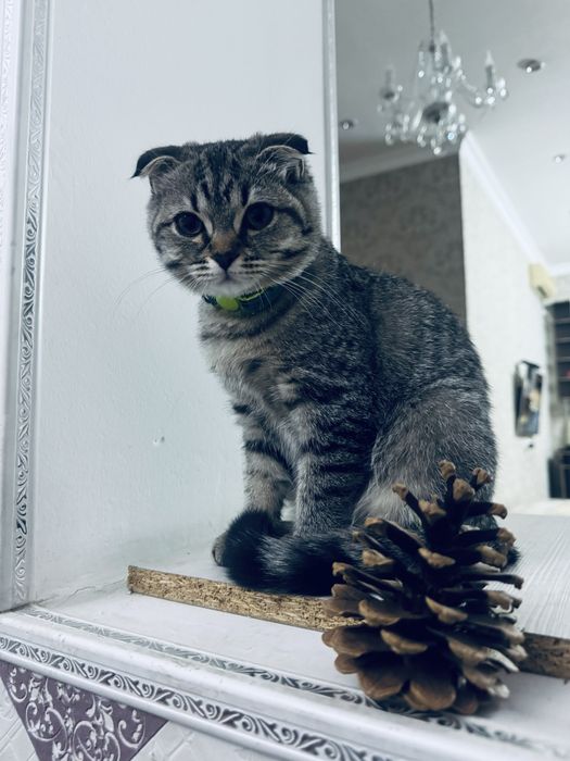 Шотландская вислоухая