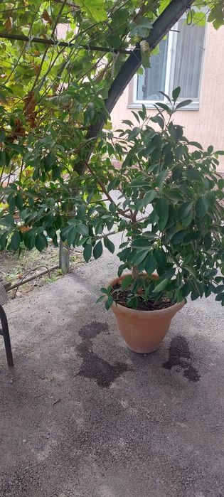 Продам растение  фикус