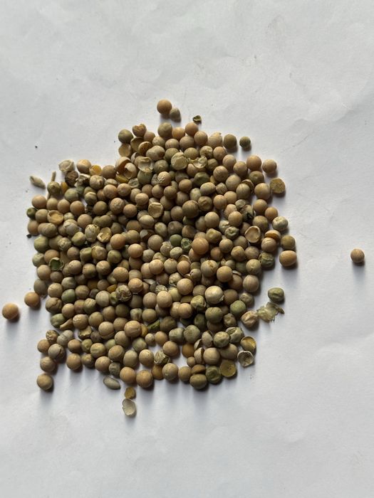 Горох высокого качества