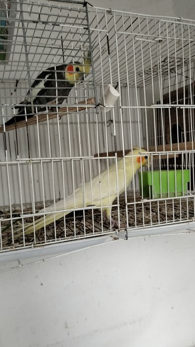 Попугай Карелла Серый и Желтый