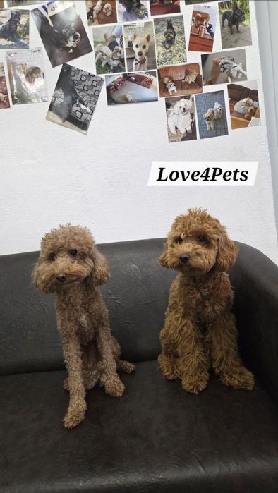 Cazare caini/ Pensiune canina/ Pet Sitter/ Pet Hotel/ Love4Pets