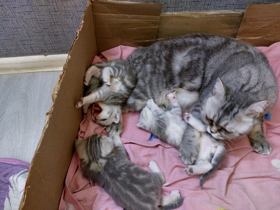 Скотиш страйт шотландские катята.