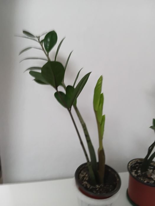 Денежное дерево. Замиокулькас.