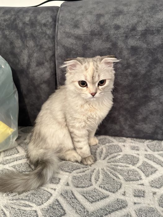 Шотналдская кошка