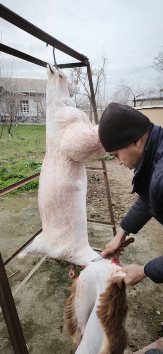 Qassob xizmati , qoy bor