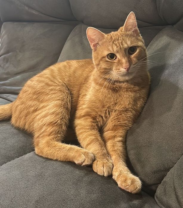 Кот в хорошие руки