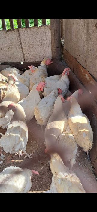 Куры несушки  Пивзавод