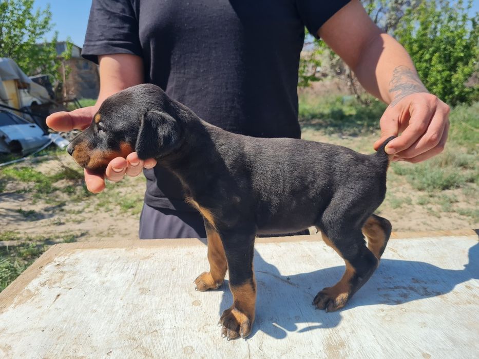 Элитный Щенок добермана