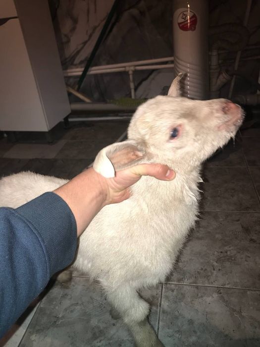 Продам козленка.