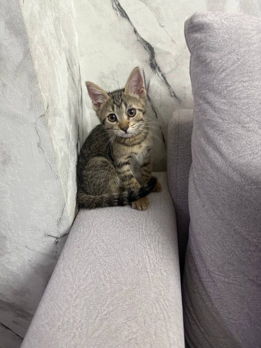 Полосатой котенок ищет семью