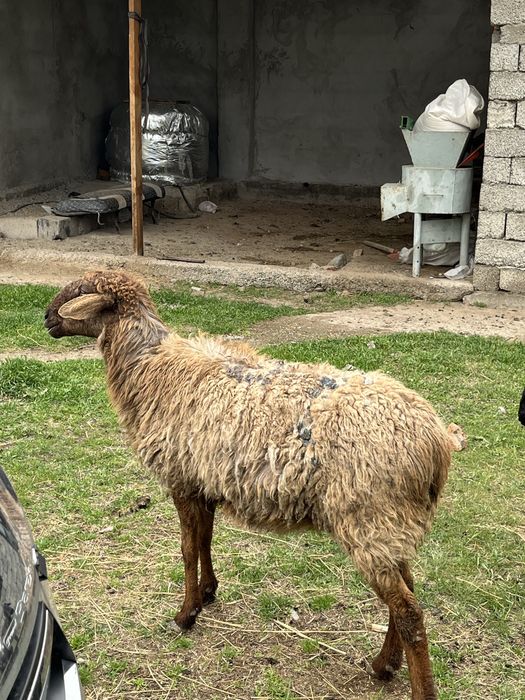 қозылы қой сатылады