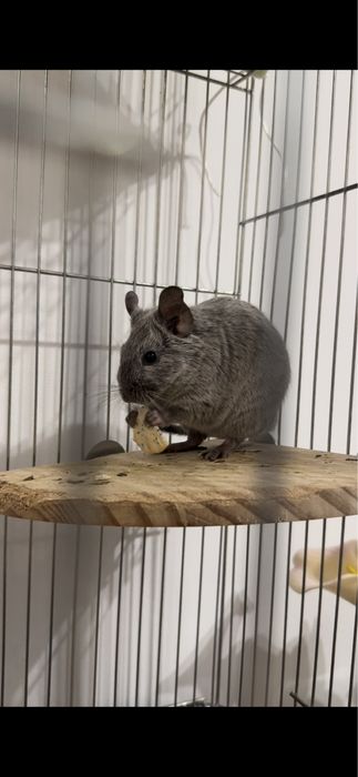 Чилийска катеричка Дегу