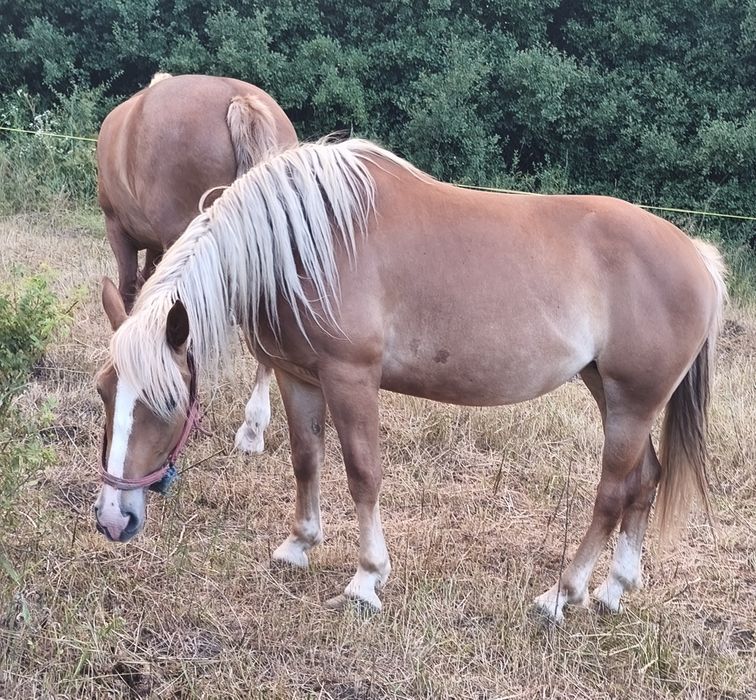 Vând mânză blondă și un mânz