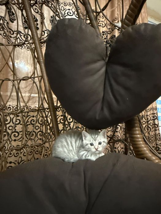 Котята шотланские