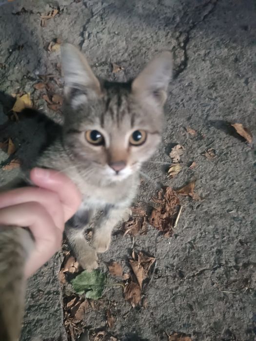 Отдам котенка в добрые руки