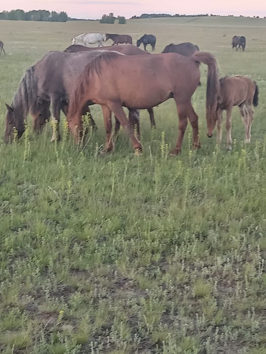 Лошади с документами