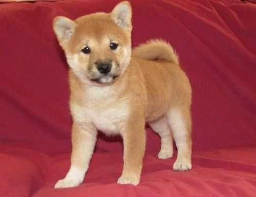 Olx sales shiba inu