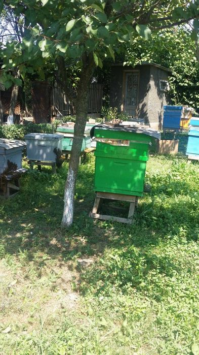 Familii de albine, Ploiesti