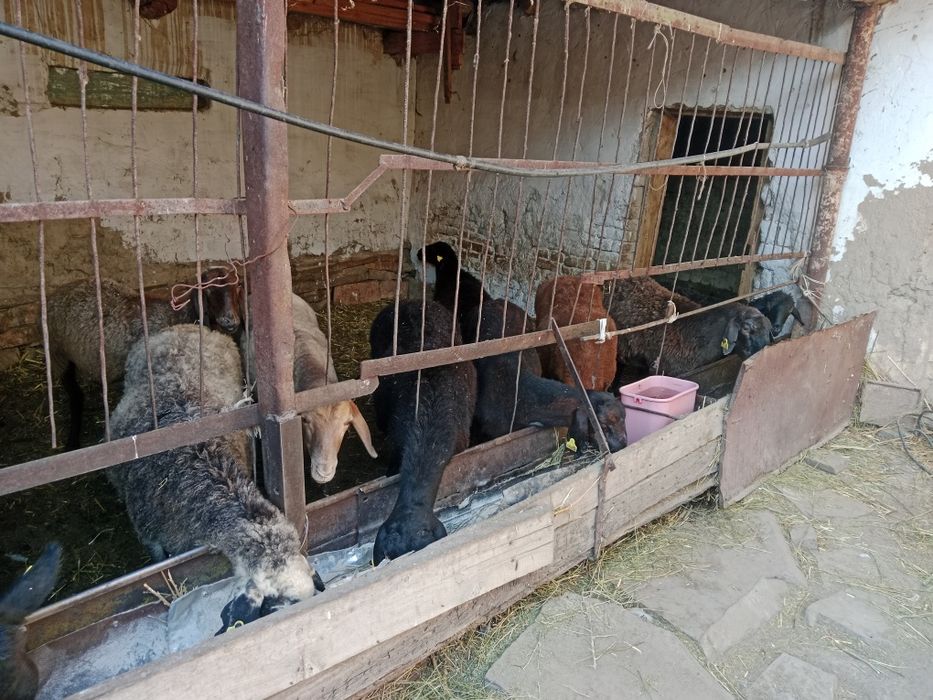 Токты кошкарлар жане 3 кой