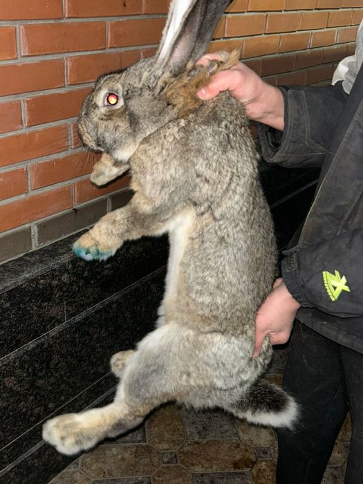 Продам крола Фландер.