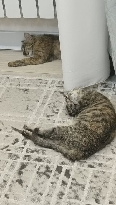 СРОЧНО отдаем котят в добрые руки срочно!