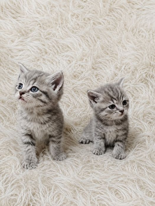 Продам котят. Шотландские