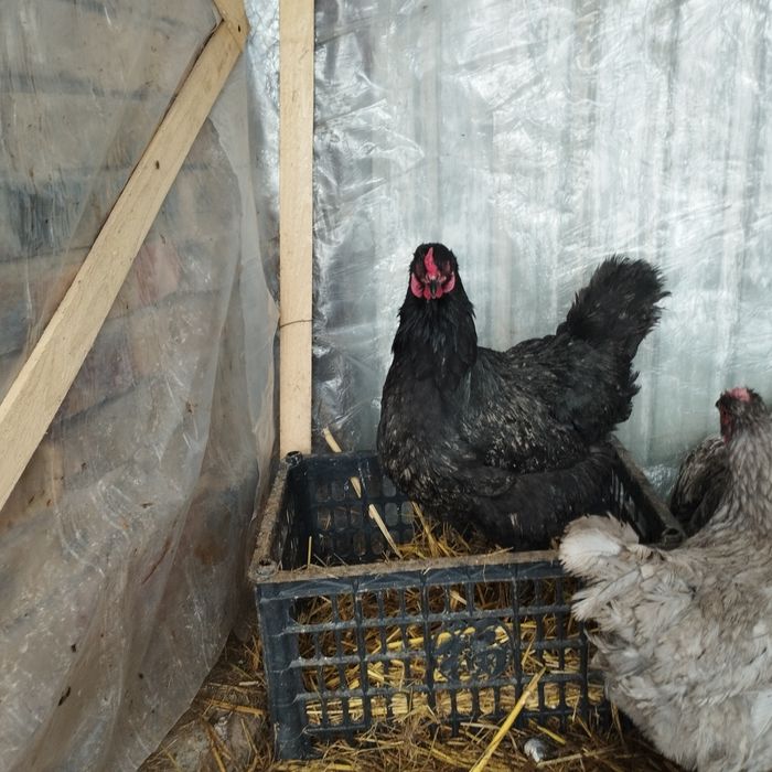 Продам куры домашние