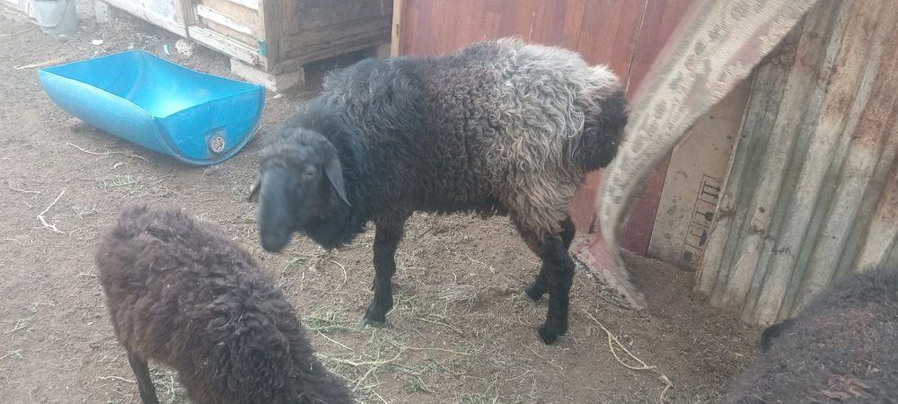 Кошкар сатылады семиз ири