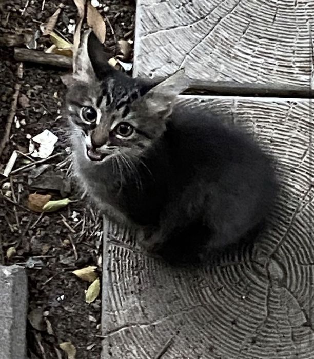 Срочно дом котенку!