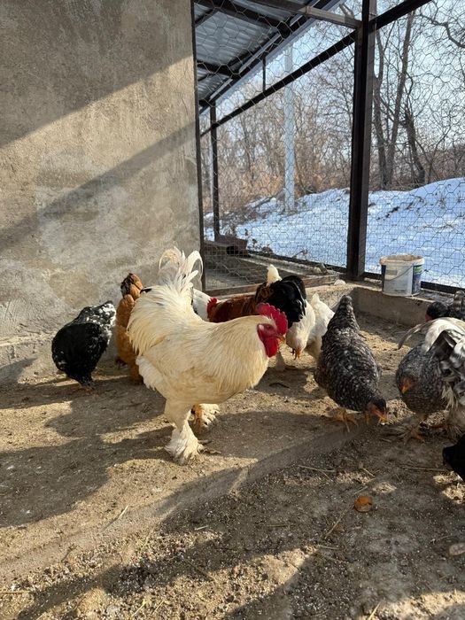 Продам молодого петуха