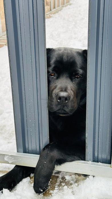 Отдаем щенков помесь лабрадора и ротвеллера