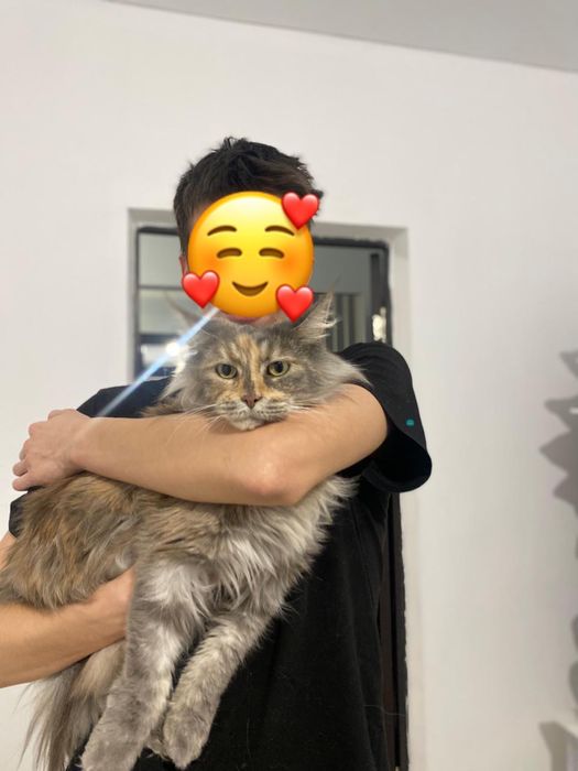 Отдам в добрые руки порода мейн кун