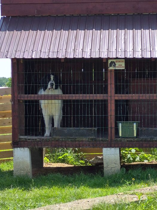 Ciobanesc de bucovina