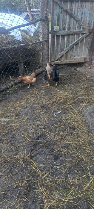 Vind perechi gaini piticesti