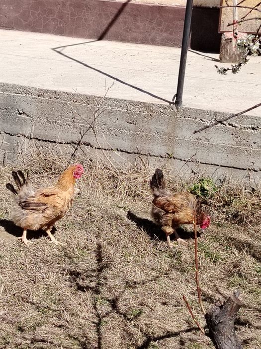 Тауық(тауык, куры)