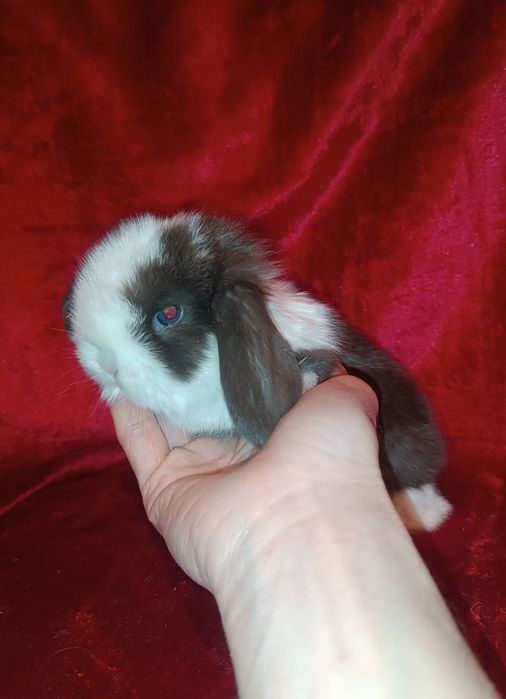 Продаются декоративные кролики (карлики)