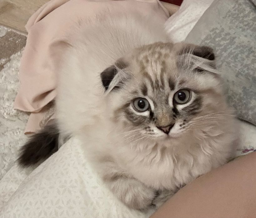 Продам котенка вислоухие