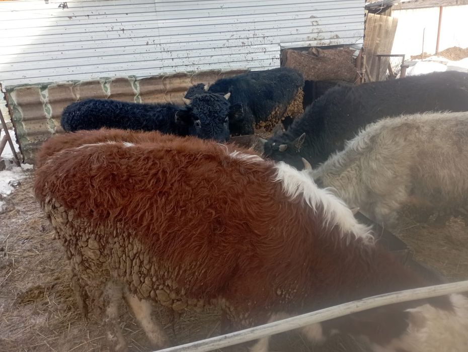 Продаются быки 11голов