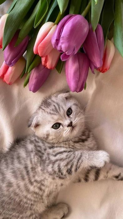 Elegant Britaniya mushugi / Британская короткошёрстная кошка