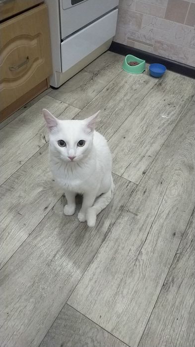 Передержка животных на юге