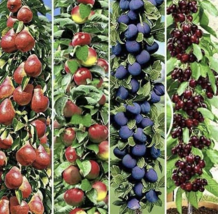 Pomi fructiferi columnari  pe rod
