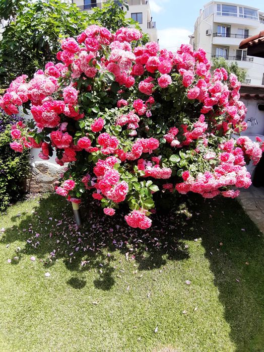 Собственик Продава Къща в Старата Регулация на Сарафово