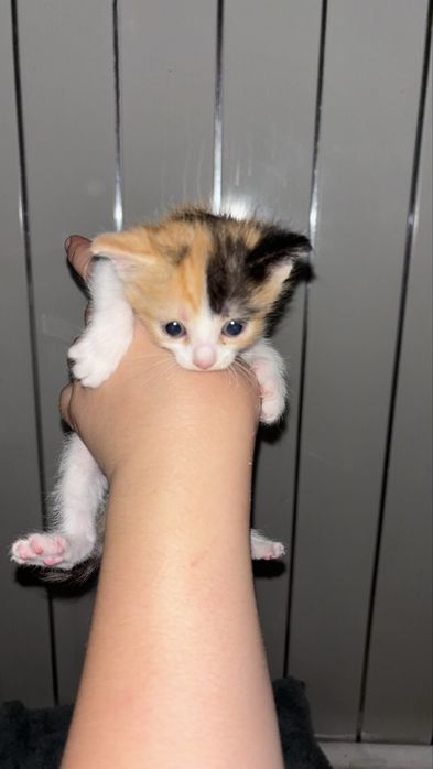 Котята бесплатно