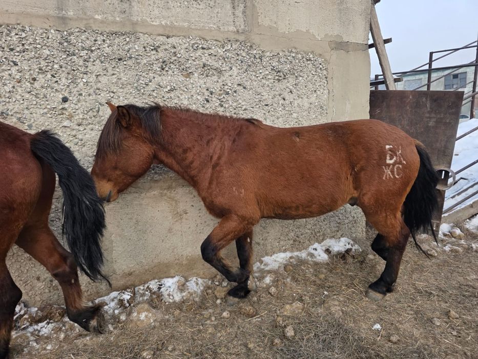 Мұғалжар айғыр сатам