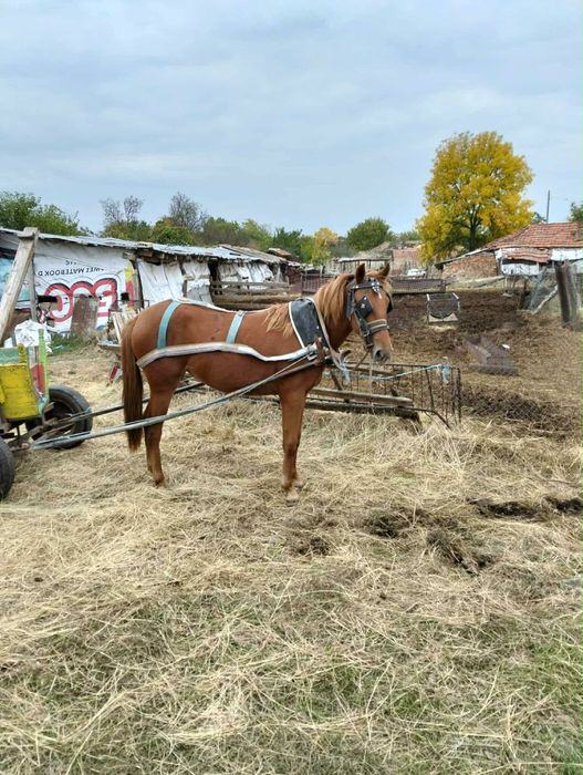 Продавам женско конче